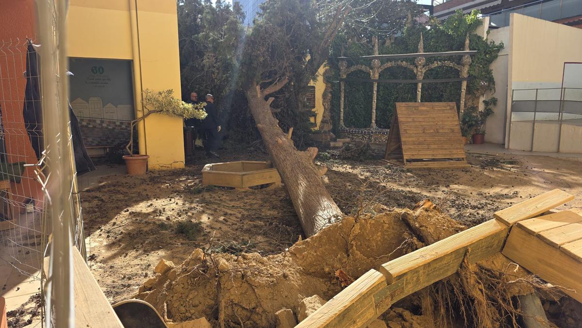 Vent arbre caigut Escola Gitanjali