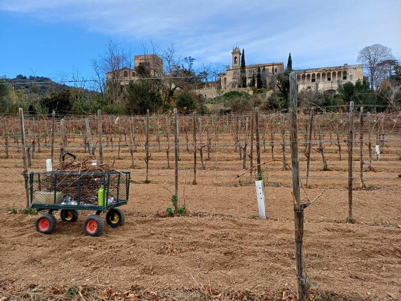 La Vall de Betlem es prepara per a la producció de nous vins