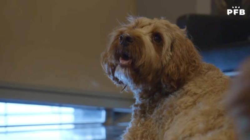 PFB - Serveis Funeraris obrirà un tanatori per a mascotes al 2026