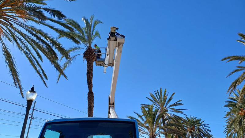 palmeres talades rambla 4