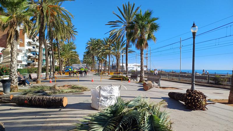 Les palmeres de la Rambla, talades i substituïdes per nous exemplars