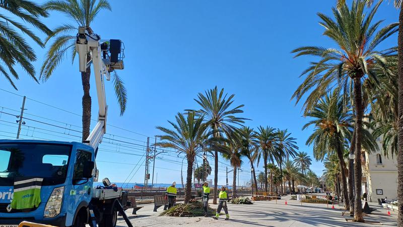palmeres talades rambla 5