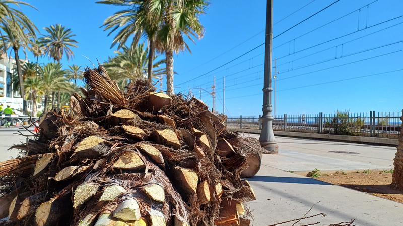 palmeres talades rambla