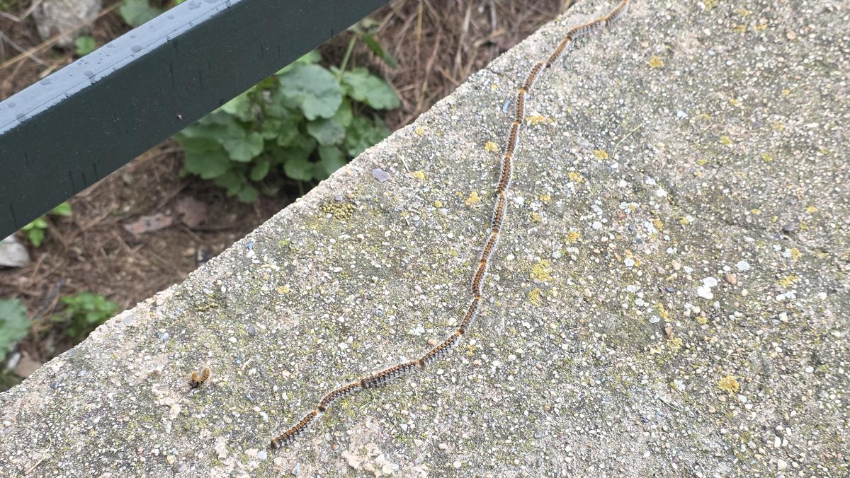 Els veïns de Bonavista continuen convivint amb erugues