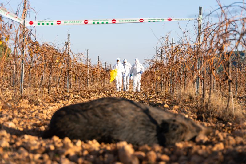 A partir de dilluns es relaxa la prohibició d'accés al medi natural per la Pesta Porcina Africana