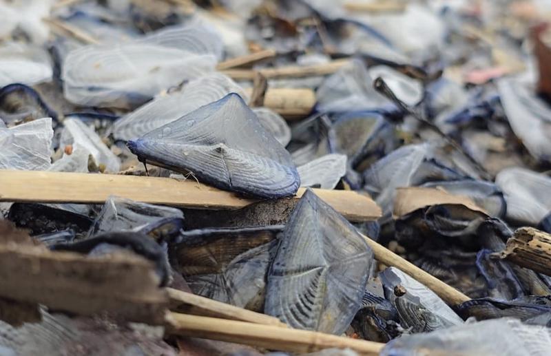 Les barquetes de Sant Pere apareixen de forma nombrosa a les platges de Badalona
