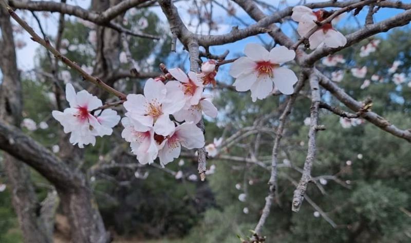 Esclata la floració dels ametllers