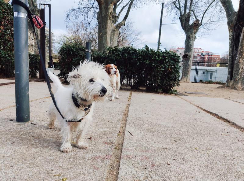 Gossos deslligats al Parc de Can Solei i Ca l'Arnús