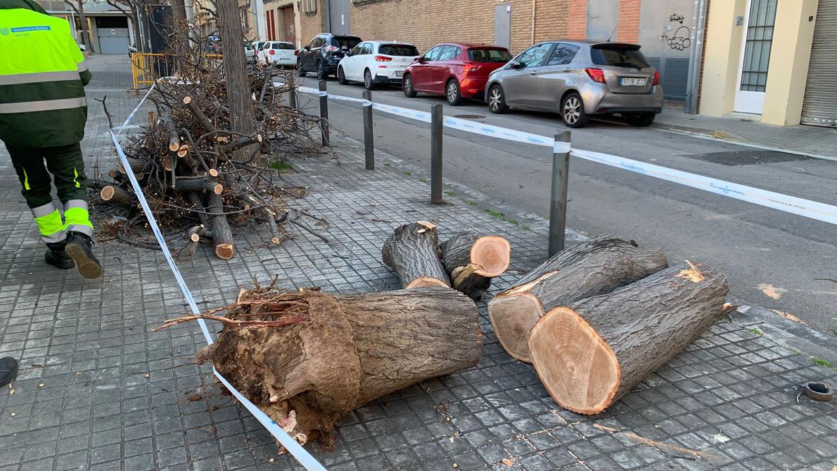 recollit arbre carme guasch