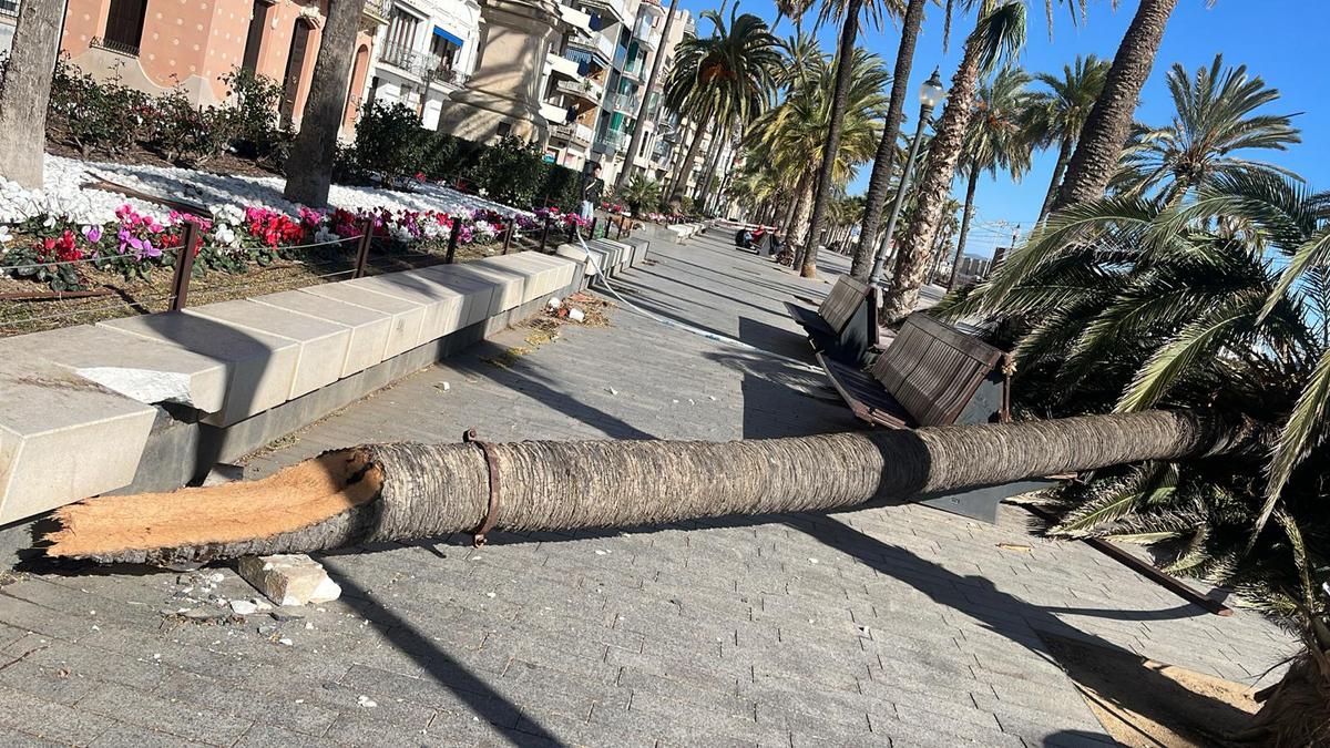 Vent palmera caiguda La Rambla