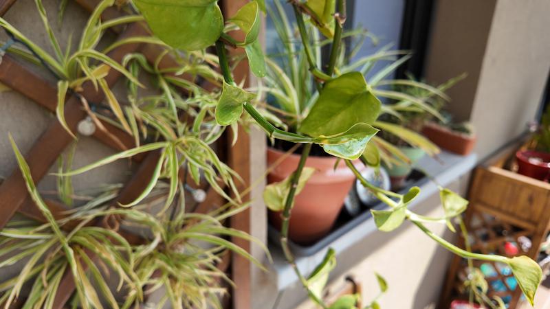 Què fem amb les plantes durant les vacances d'estiu?