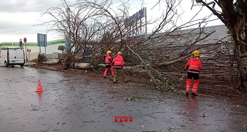 bombers arbre caigut