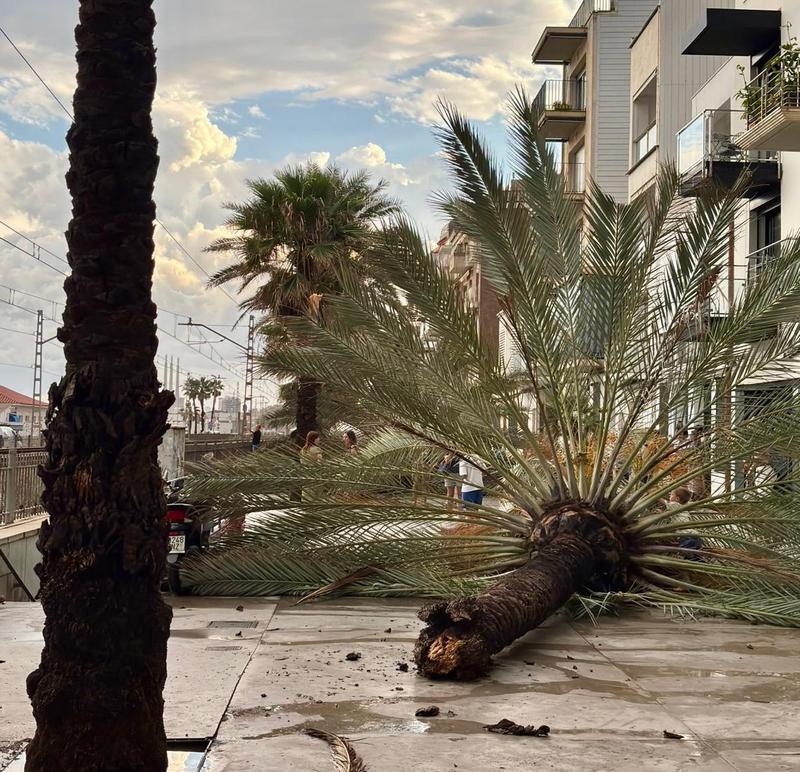 Les fortes pluges provoquen diverses incidències a Badalona, incloses palmeres caigudes