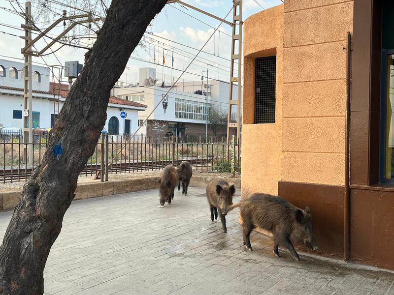 Imatge insòlita: porcs senglars recorren el centre de Badalona