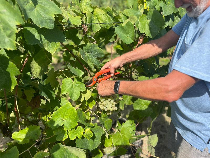 Un raïm més sa en la verema d'enguany