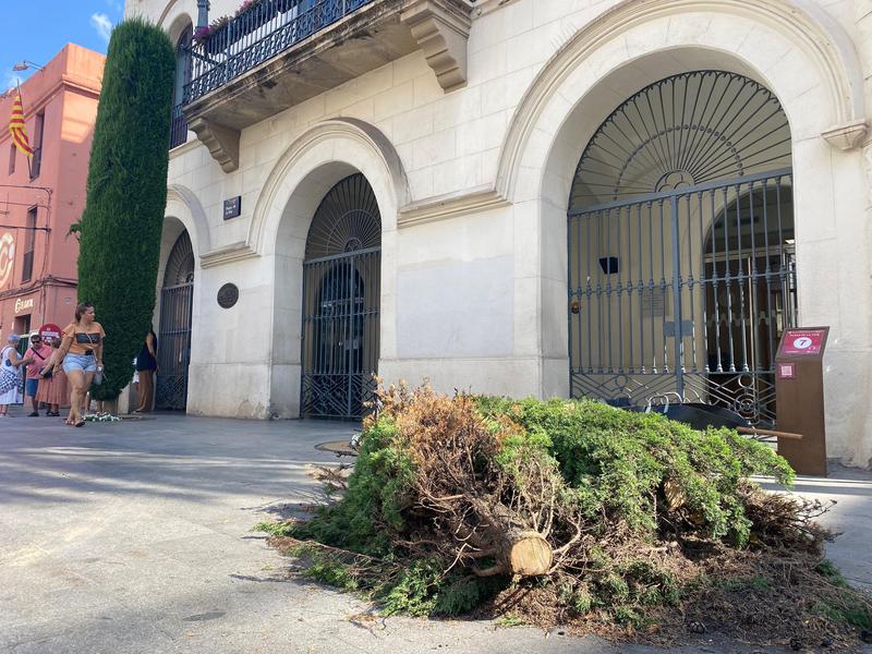 Talat un dels dos xiprers de la plaça de la Vila