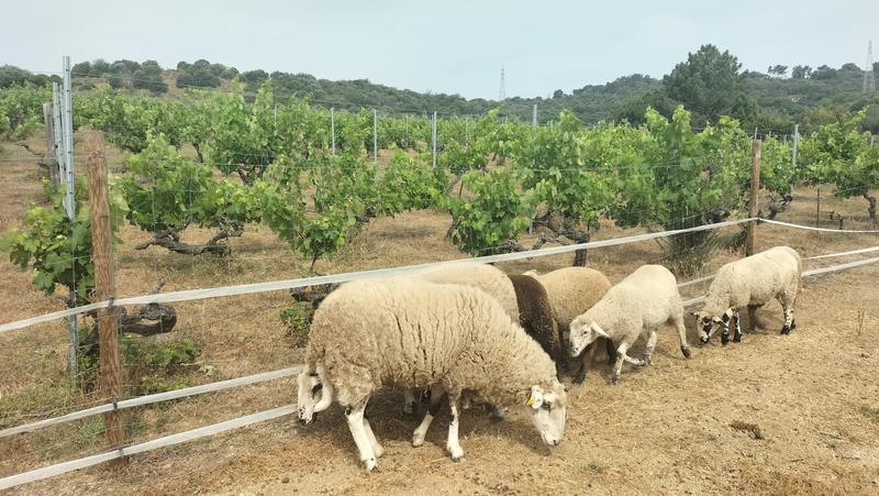 OVELLES VINYA TORREDÀ CELLER CAMPRECIÓS