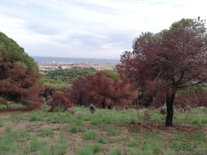 En marxa la redacció del pla d'actuació per risc d'incendi forestal de Badalona