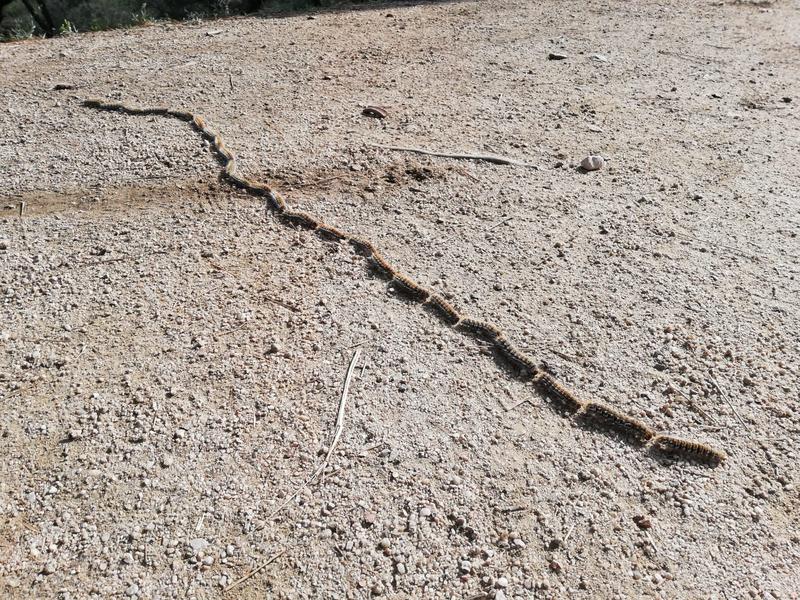 La processionària avança la seva desfilada pel bosc i per la ciutat