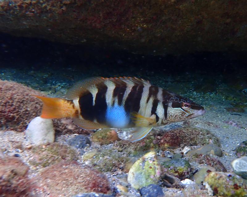 snorkel3
