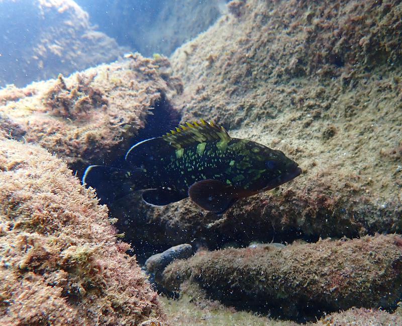 snorkel2