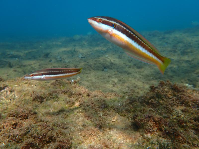 'Esnòrquel Badalona', sortides gratuïtes per conèixer la biodiversitat marina 