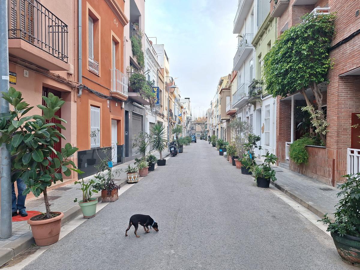 carrer lluna plantes 2