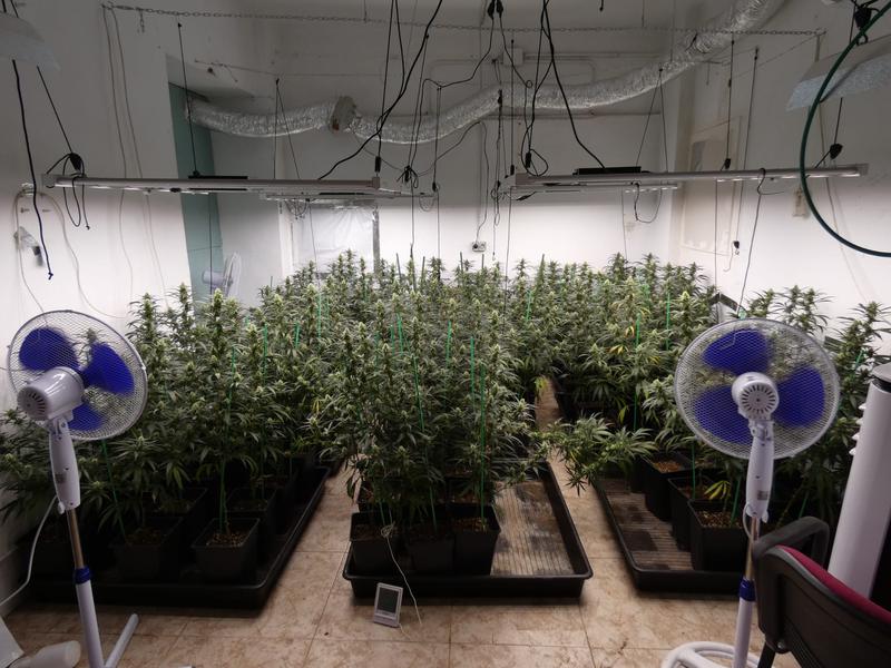Desmantellada una plantació de més de 200 plantes de marihuana a Canyadó