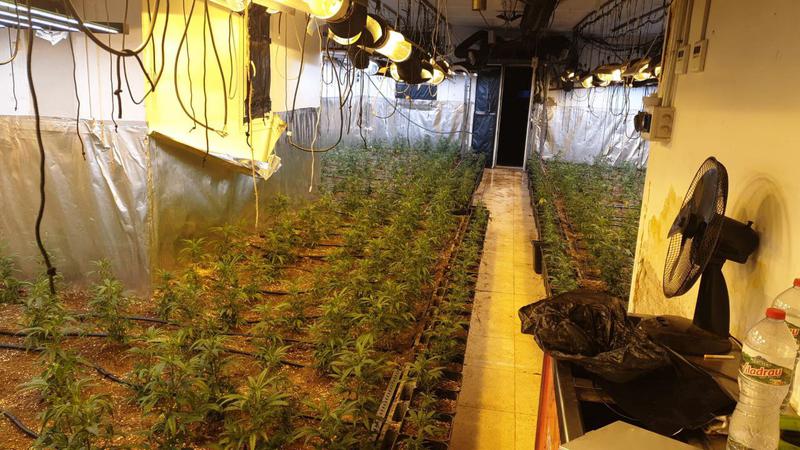 Els Mossos d'Esquadra desmantellen 450 plantes de marihuana en un pis de Sant Adrià de Besòs
