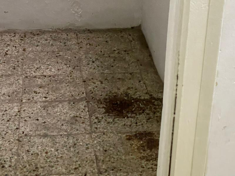 Veïns del carrer Alfons XII 23 denuncien una plaga de paneroles des de fa més d'un any