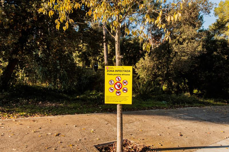 Es detecten 7 casos més de porcs senglars morts per pesta porcina africana a Catalunya