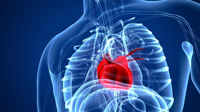 L'obesitat és el principal factor de risc de les malalties cardiovasculars