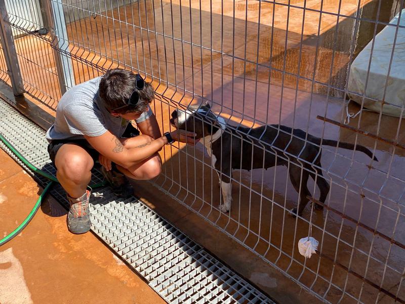 El CCAAC apunta un increment en el nombre d'abandonaments d'animals de companyia durant les vacances d'estiu