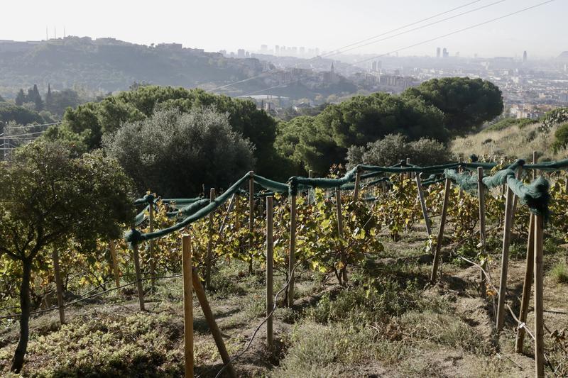 Santa Coloma recupera un espai vitícola que es remunta als ibers