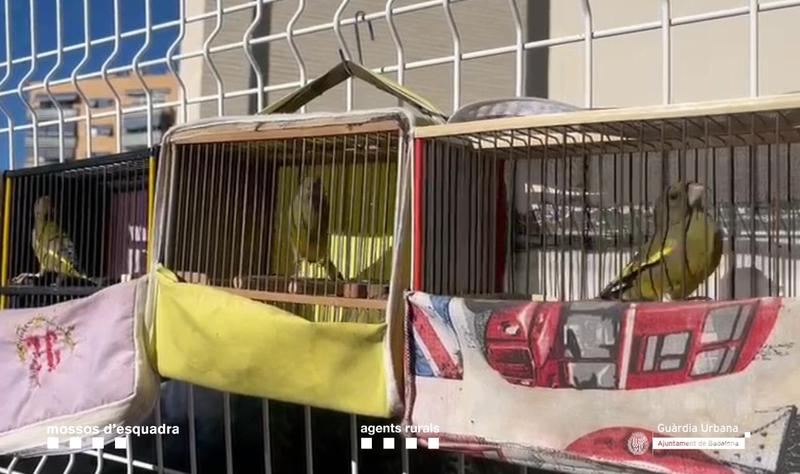 Fringllids_1_OSGFg1R