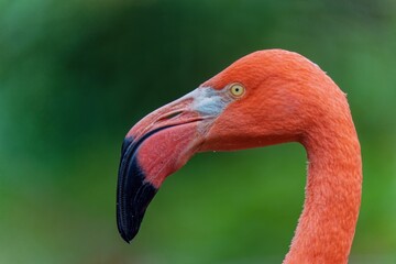 Un flamenc rosat entre les aus que s'observen al Parc Fluvial del Besòs