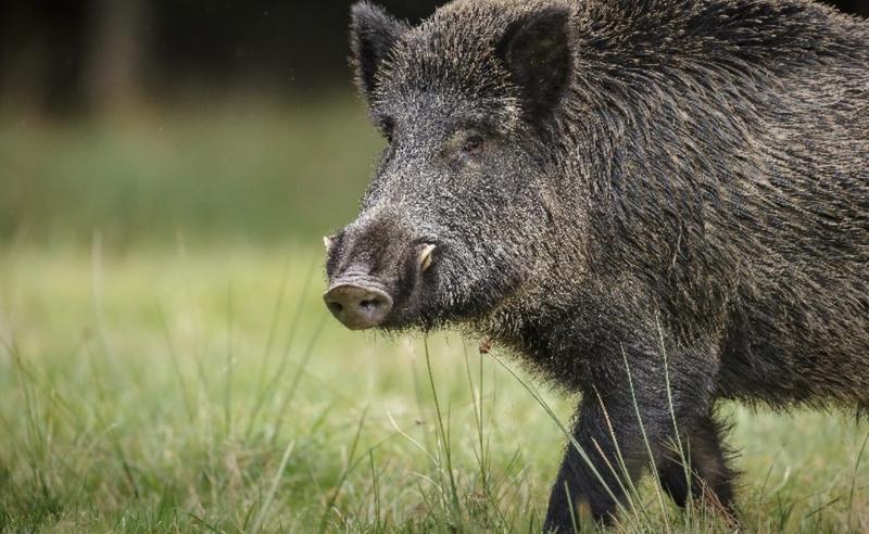 Prohibit l'accés al Parc Fluvial del Besòs i restriccions a zones forestals de la Serralada de Marina i la Conreria per la PPA