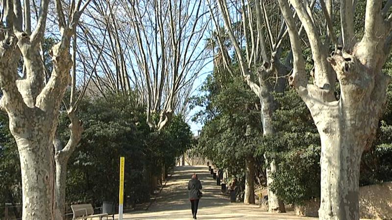 CA L'ARNUS PLATANERS