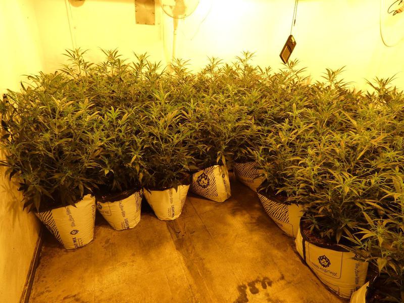 Els Mossos detenen dos homes i desmantellen una plantació de marihuana a Santa Coloma