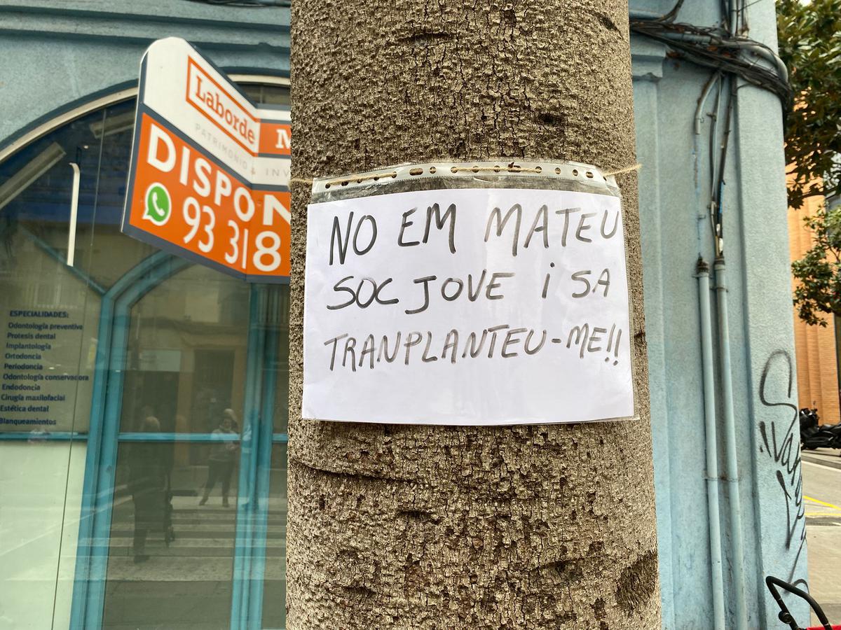 entitats-ecologistes-demanen-preservar-larbrat-actual-del-carrer-francesc-layret