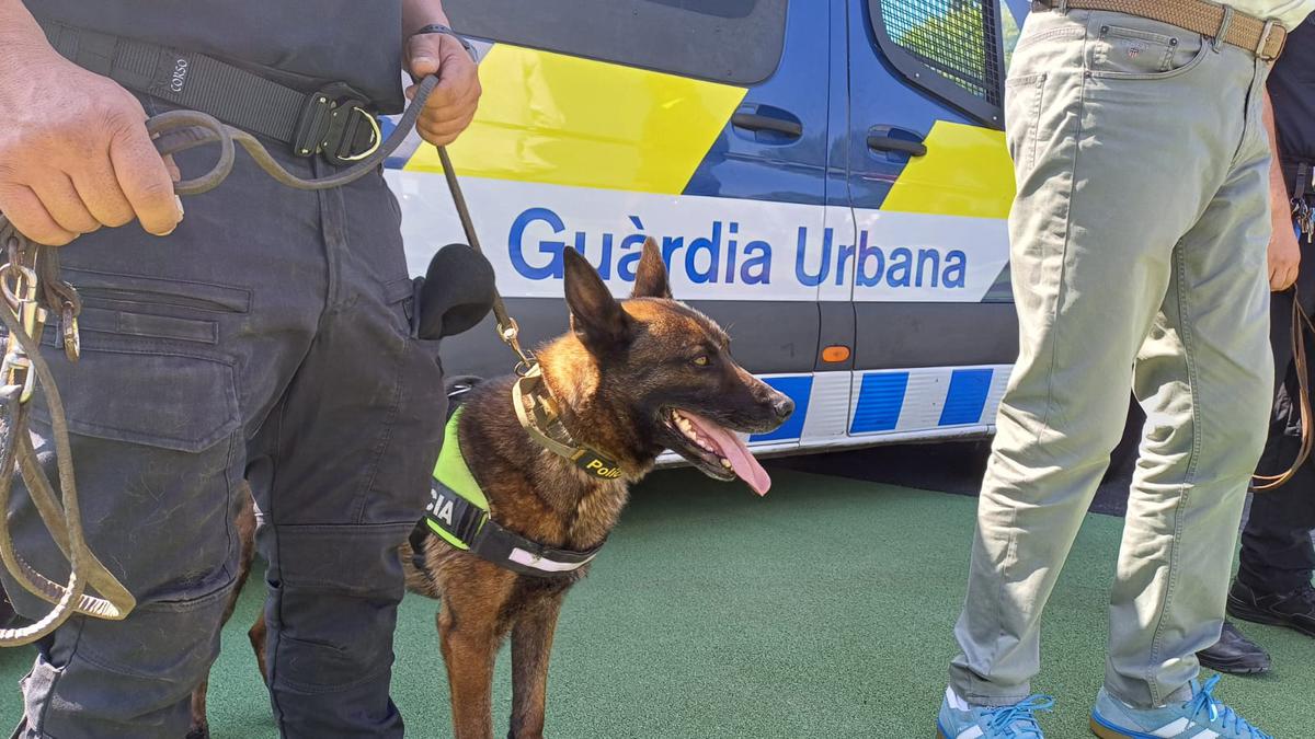 faada-reclama-la-retirada-de-la-unitat-canina-que-formara-part-del-dispositiu-de-seguretat-de-la-revetlla