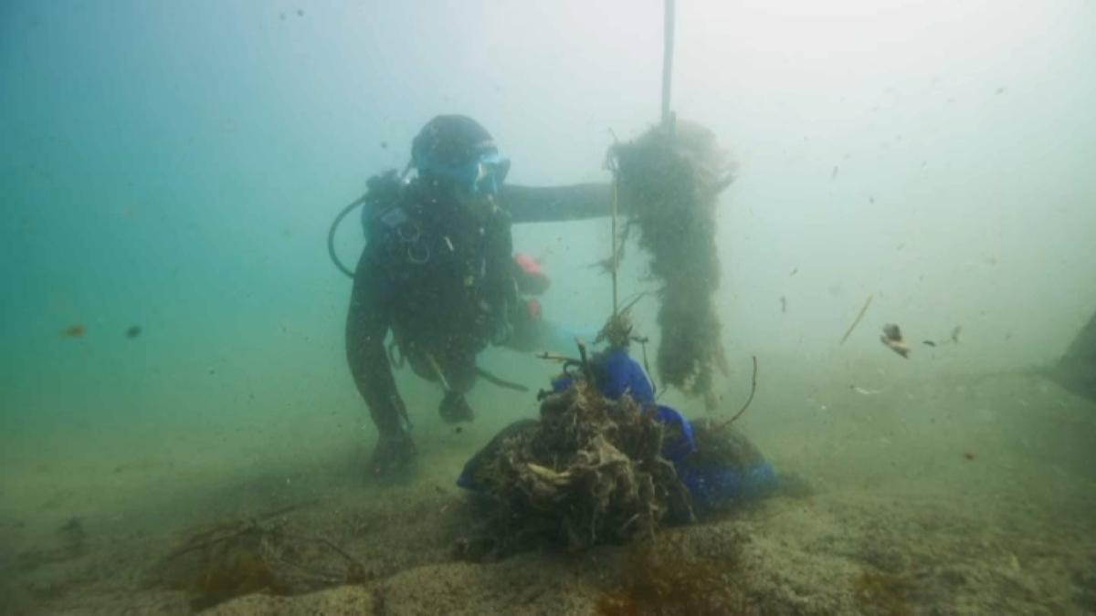 <p>La biodiversitat marina de Badalona, amenaçada per les deficiències de la xarxa del clavegueram</p>
