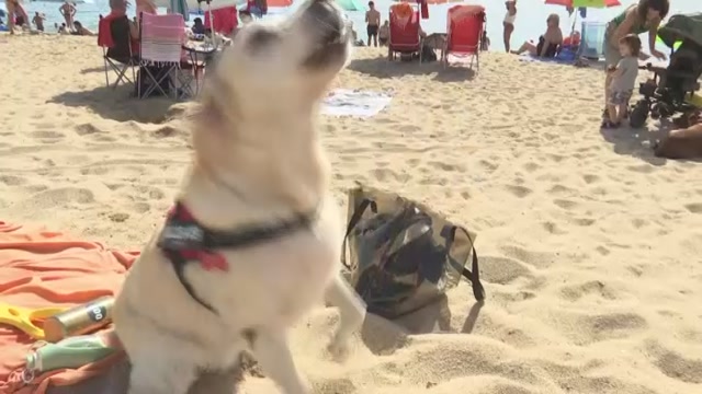 la-platja-per-a-gossos-un-petit-refugi-per-a-les-mascotes-durant-lestiu